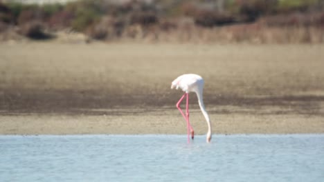 flamencos delta 45