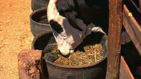 closeup shot of cow eating hay from a bucket in ranch of a farm