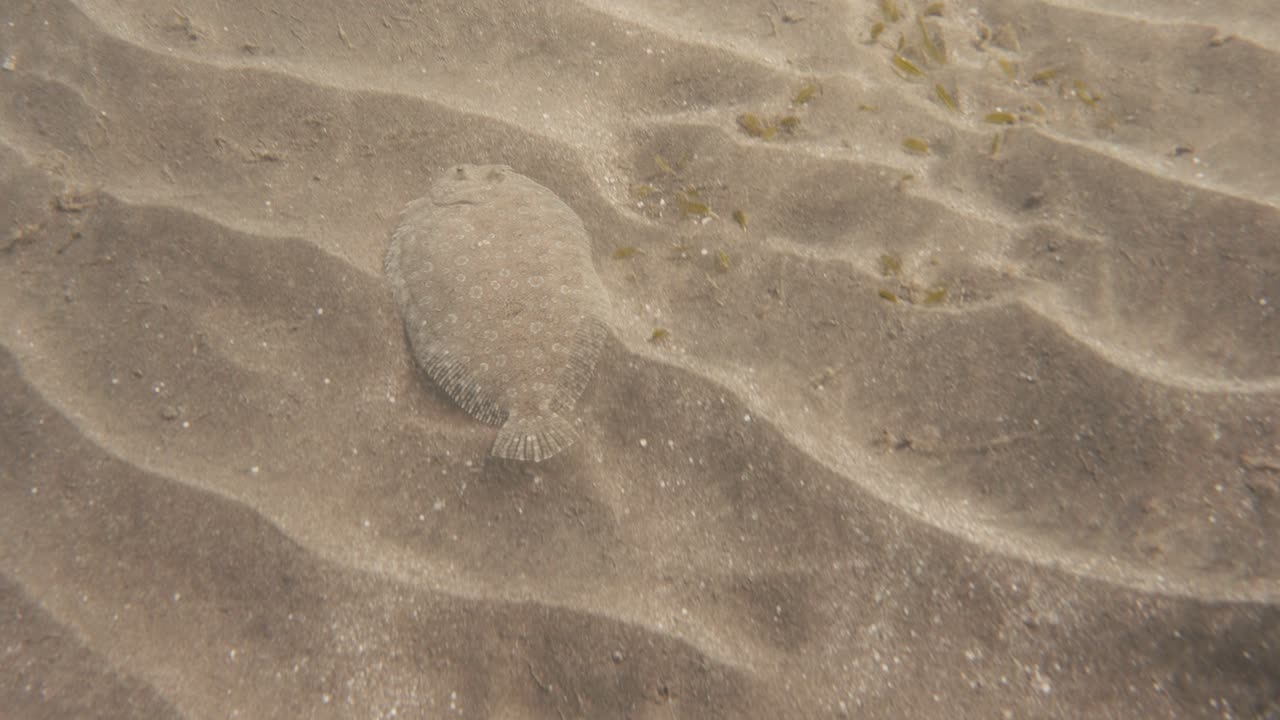 flatfish swimming over the sandy ocean bottom in 4k