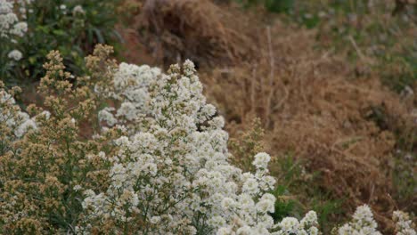 flores blancas en un campo