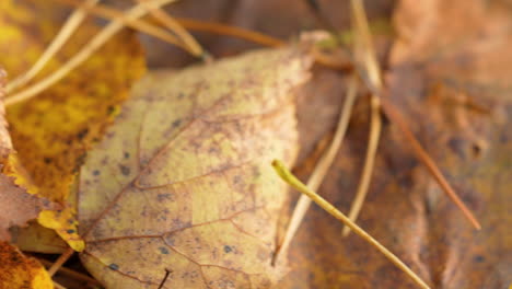 macro close up view of golden autumnal leaves on forest floor