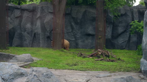 brown bear in zoo behind fences. huge ursus arctos running in zoological park