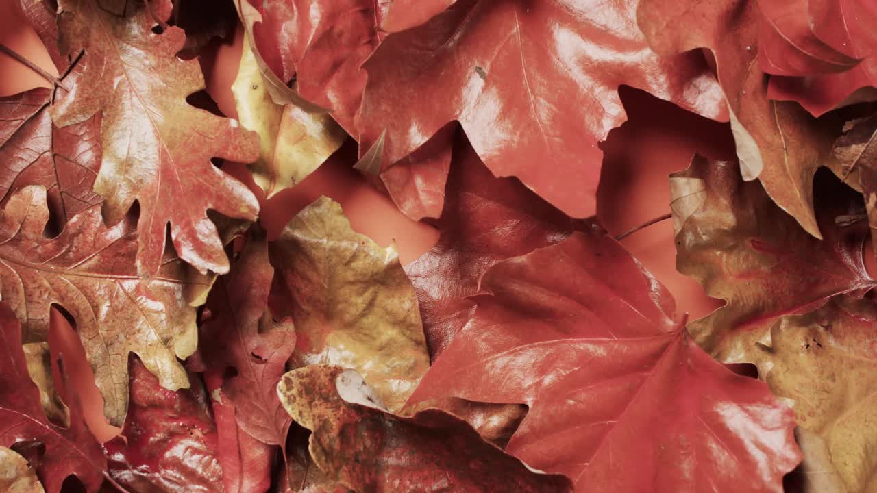 video de las hojas de otoño de halloween con fondo de espacio de copia