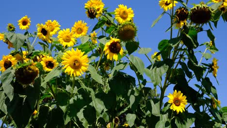 several plants of sunflowers