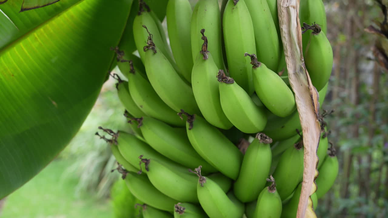 Detailed view of vibrant green bananas growing in lush garden, highlighting natural textures and organic shapes. Bright daylight enhances vivid greenery. Ideal for tropical agriculture stock