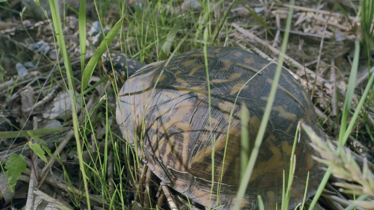 tortuga arrastrándose sobre ramitas cerca de hierba verde fresca lejos de la cámara a la luz del sol