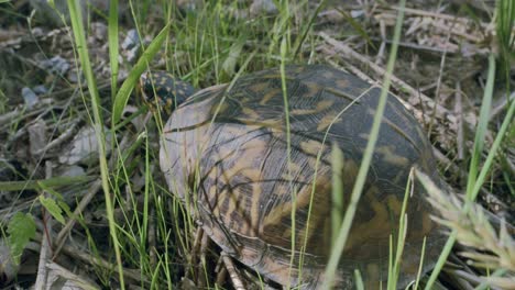 Turtle-crawling-on-twigs-near-fresh-green-grass-away-from-camera-into-sunlight