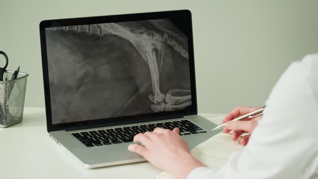 Veterinary Consultation with X-ray