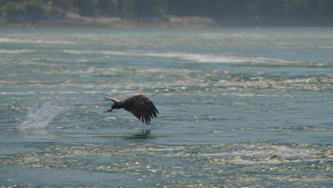 eagle catching fish in the ocean in canada