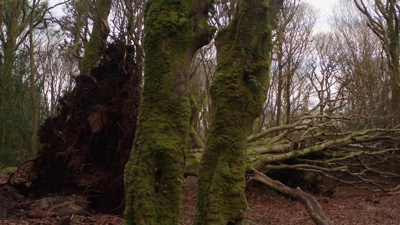 Barna Woods, Galway Ireland, storm damaged clearing with fallen tree at cemter of muddy forest floor