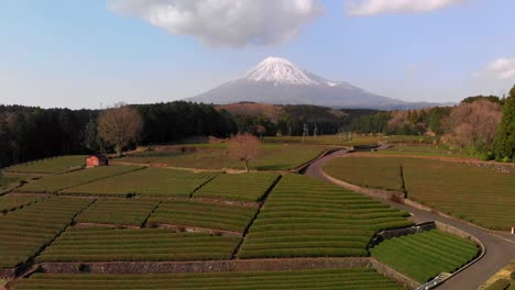 stunning aerial drone footage at tea field in japan with mt