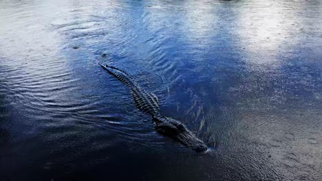 an alligator swimming toward the boat tail flipping in the water