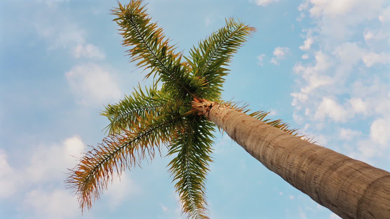 Close up of a palm tree on the beach with the blue sky on the background