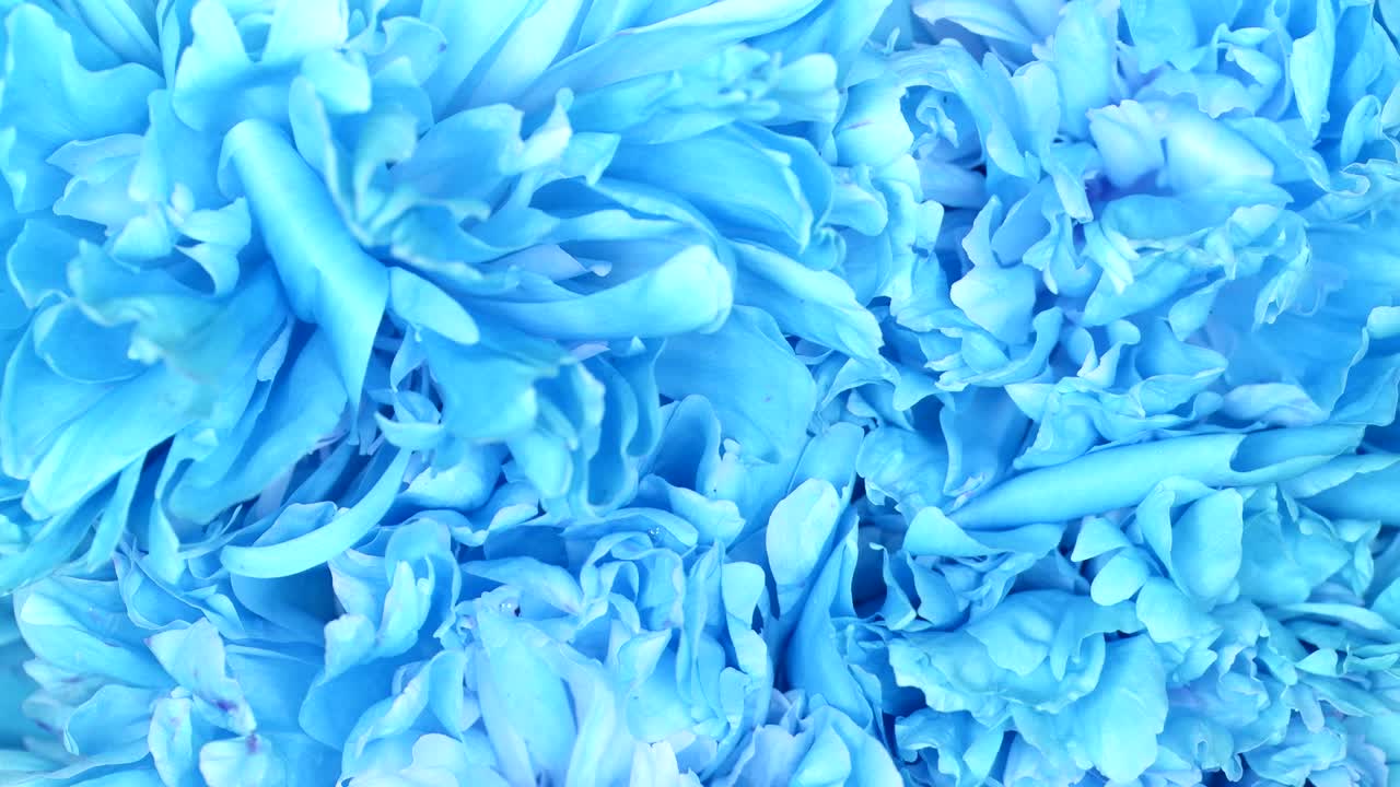 피오니 추상 파란색 배경, 극단적 인 클로즈업,  뷰, 루프 모션, 회전 360.