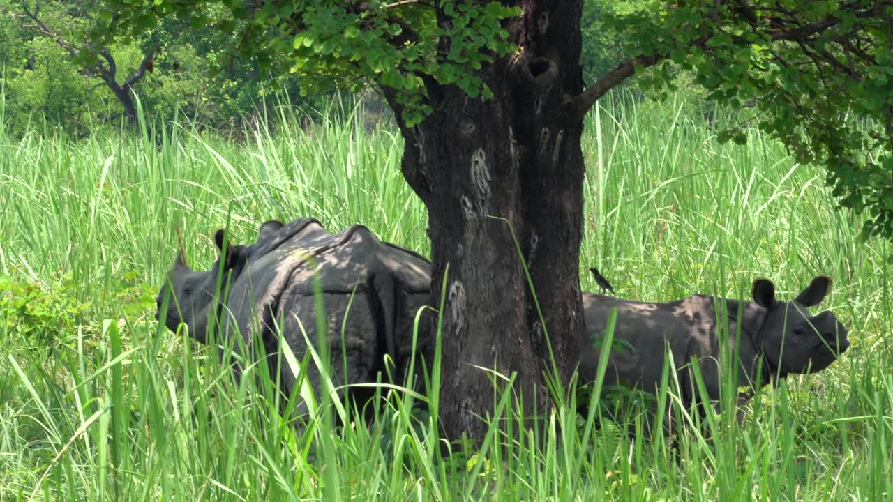네팔 치트완 국립공원의 초원에 있는 나무 그늘에서 쉬고 있는 엄마와 아기 뿔코뿔소