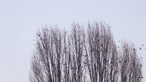 Bandada-De-Pájaros-Volando-De-Un-árbol-Brunch