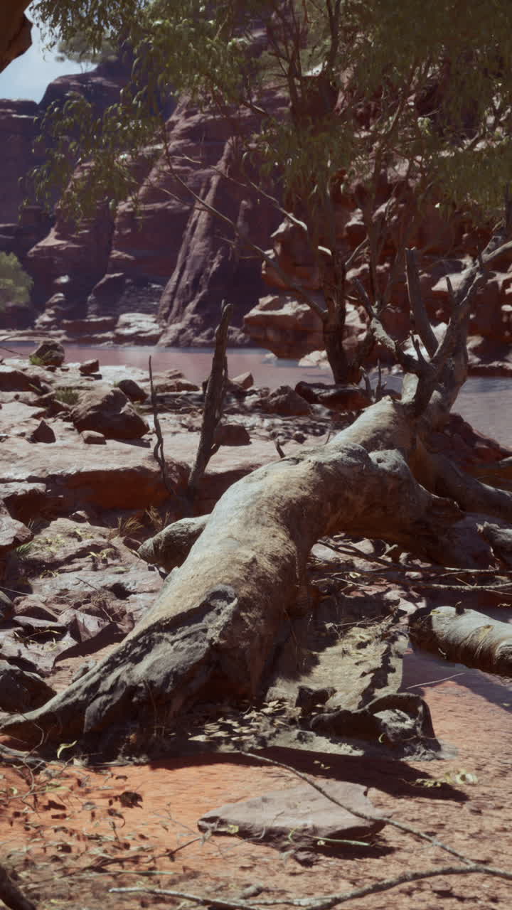 un árbol caído yace en la orilla de un río en un cañón en el interior de australia