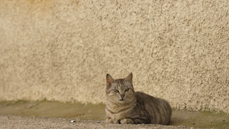 Cat-chilling-and-looking-at-the-camera---slow-motion