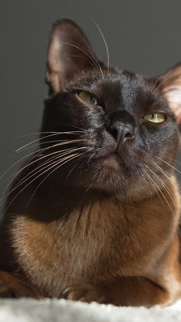 brown burmese cat. large cat looking in the camera. vertical video