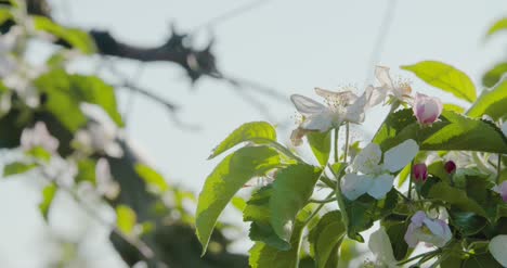 Blooming-Branch-Of-Apple-Tree-3