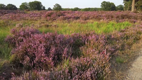 slow walking in purple blossoming heathland in national park de meinweg, netherlands - 4k60