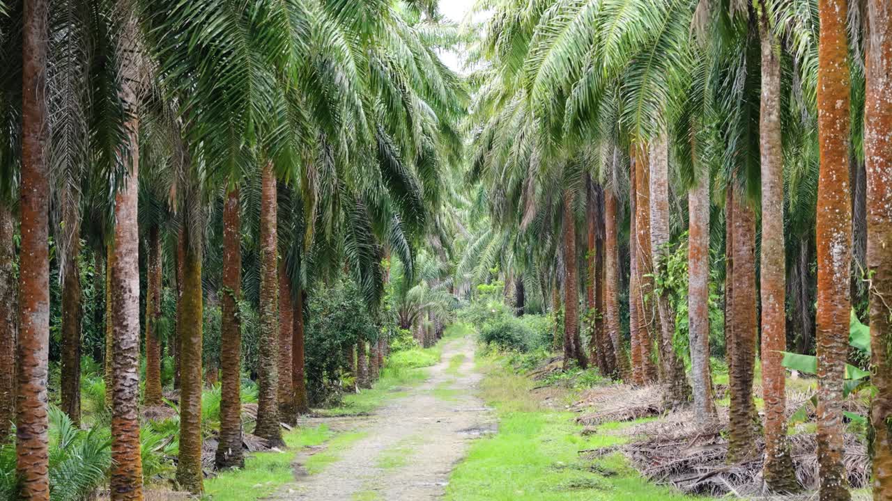 Palm Tree Path