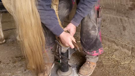 farrier puts horse hoof into special holder and starts cleaning, close up view