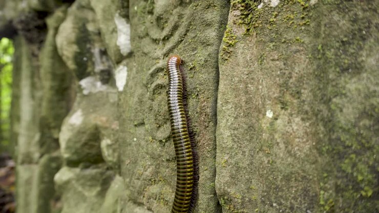 Millipede feeding vertically on ancient carvings in Angkor Wat, Cambodia