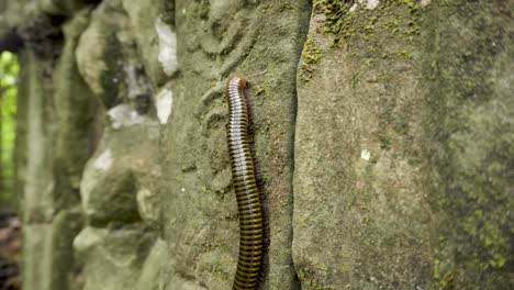 millipede feeding vertically on ancient carvings in angkor wat, cambodia