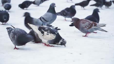 pigeons pecking on the snow