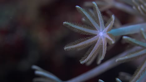 coral arm feeding on plankton by opening and closing it's tentacles