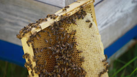 swarm of bees on a wooden frame with honeycomb. lots of honey bees roaming on the frame with honeycomb. close up.