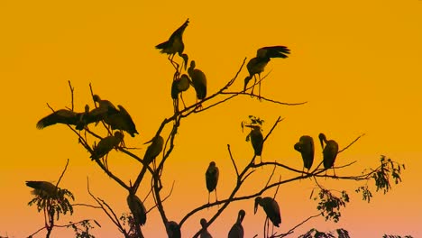 una bandada de pelícanos equilibrándose inquieto en un árbol sin hojas con la silueta de un atardecer naranja