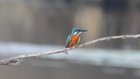 kingfisher in pond area relaxing .