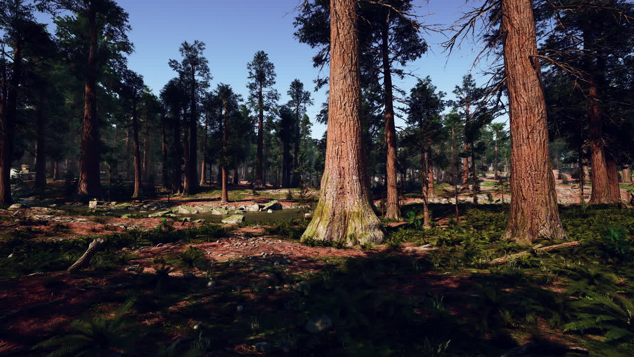 레드우드 숲 의 높은 나무 들