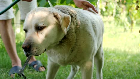 procedimientos de agua. bañar a un perro
