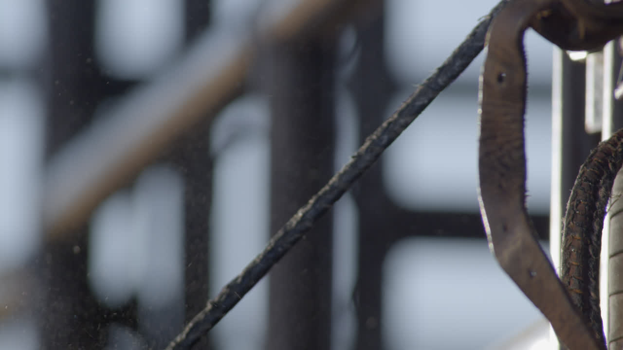 el vaquero calienta la cuerda de resina montada en el toro tirando de ella repetidamente