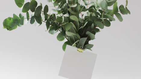 video of green plant leaves in circle with white card and copy space on white background