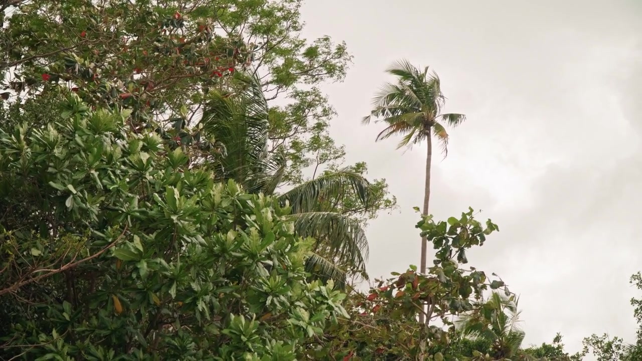 Vysoká osamělá palma nad plážovým baldachýnem s zataženou oblohou, jemný vánek a hustá zelená zeleň vytvářejí kontemplativní tropickou náladu, filmová dronová estetika, jemný pohyb listí, ideální pro přírodu.