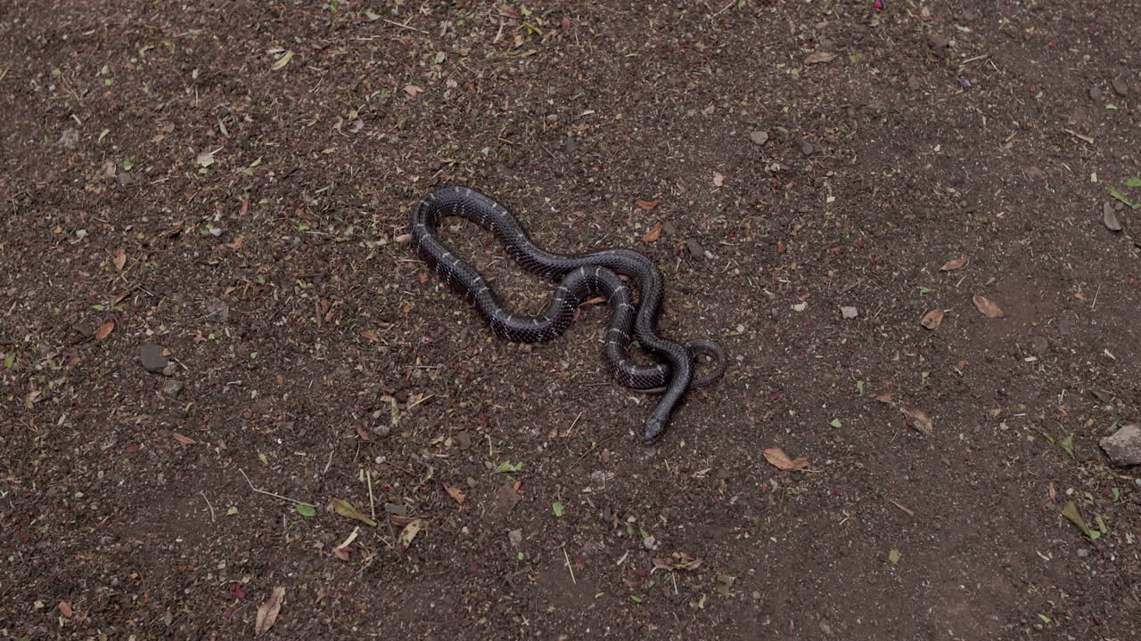 Macro de Krait Comum Venenosa: Cobra preta esguia com faixas brancas farejando com a língua na areia
