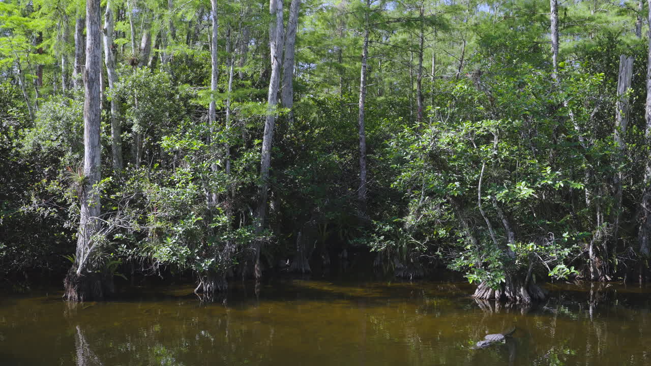 Cypress Trees with Alligator Windy Day Landscape 5