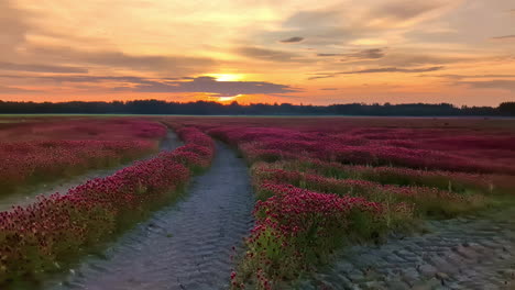 serene pathway through a field of vibrant red flowers at sunset, golden sky in view