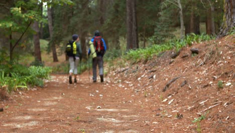 una pareja de excursionistas caminando en el bosque.