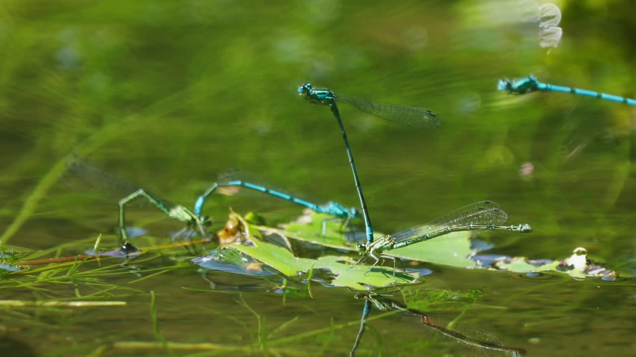 dos libélulas adjuntas vienen a aterrizar en una hoja en el agua con reflejo