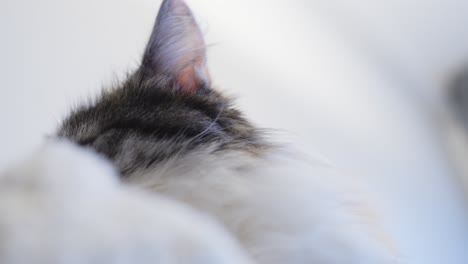 majestic low angle closeup of long-haired calico cat observing surroundings