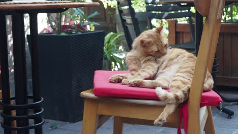 orange cat relaxing in an outdoor cafe