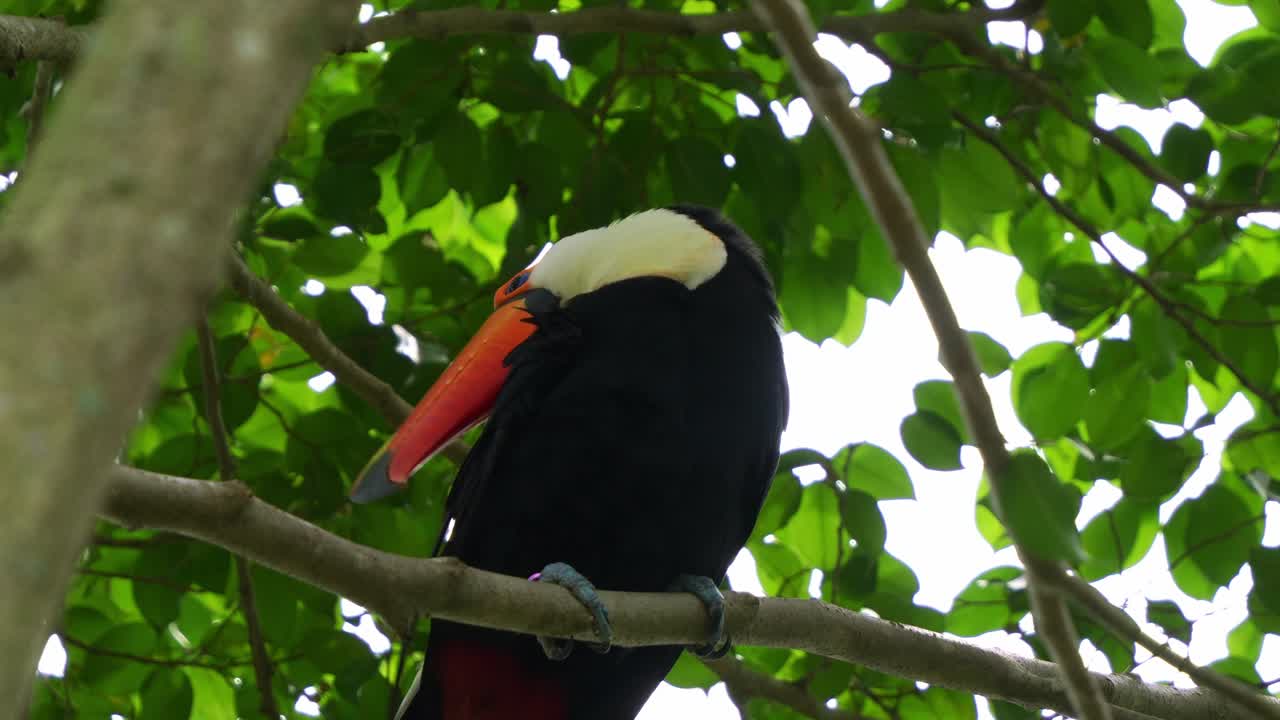 Tucano-toco exótico, empoleirado em um galho de árvore sob o dossel, limpando seu enorme bico esfregando-o contra o corpo, observando os arredores, close-up.
