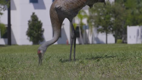 Sandhills-Kranich-Pickt-Im-Gras-Und-Frisst-Futter