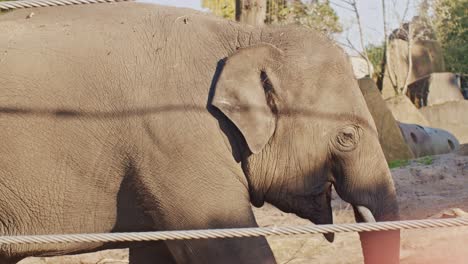 close-up view of an elephant in a zoo enclosure
