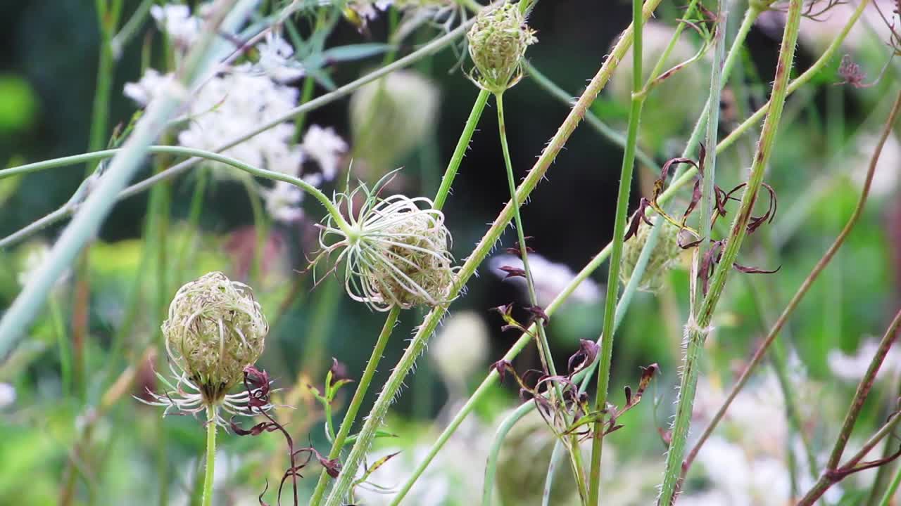 Caraway wild flowers in forest moving in wind with blurry - blurred background.
